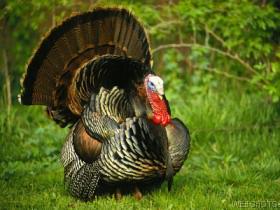 Happy Thankgiving!