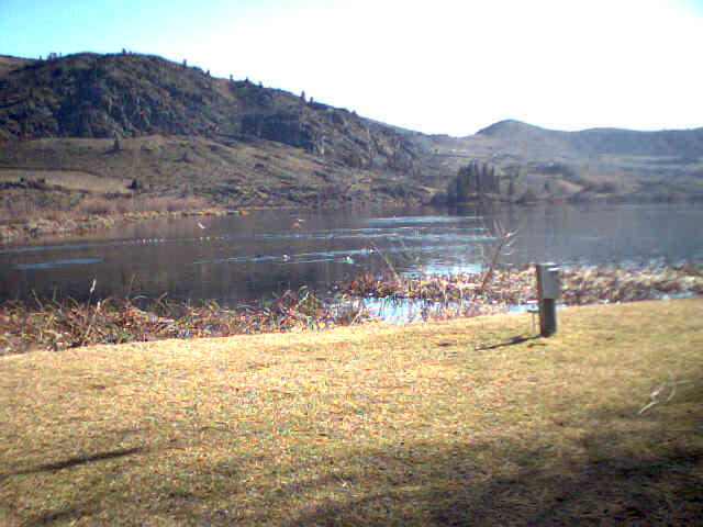 The ducks at a pond along Kalin's running route.