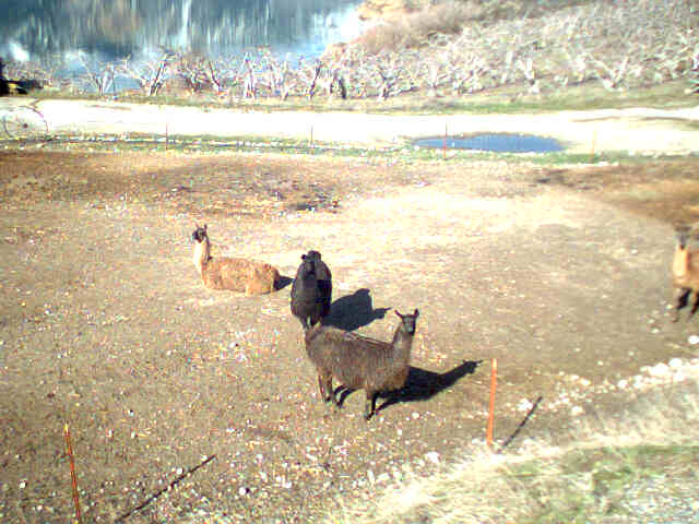 The Lamas weren't camera shy.