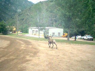 At Waterton Canyon on Wednesday.